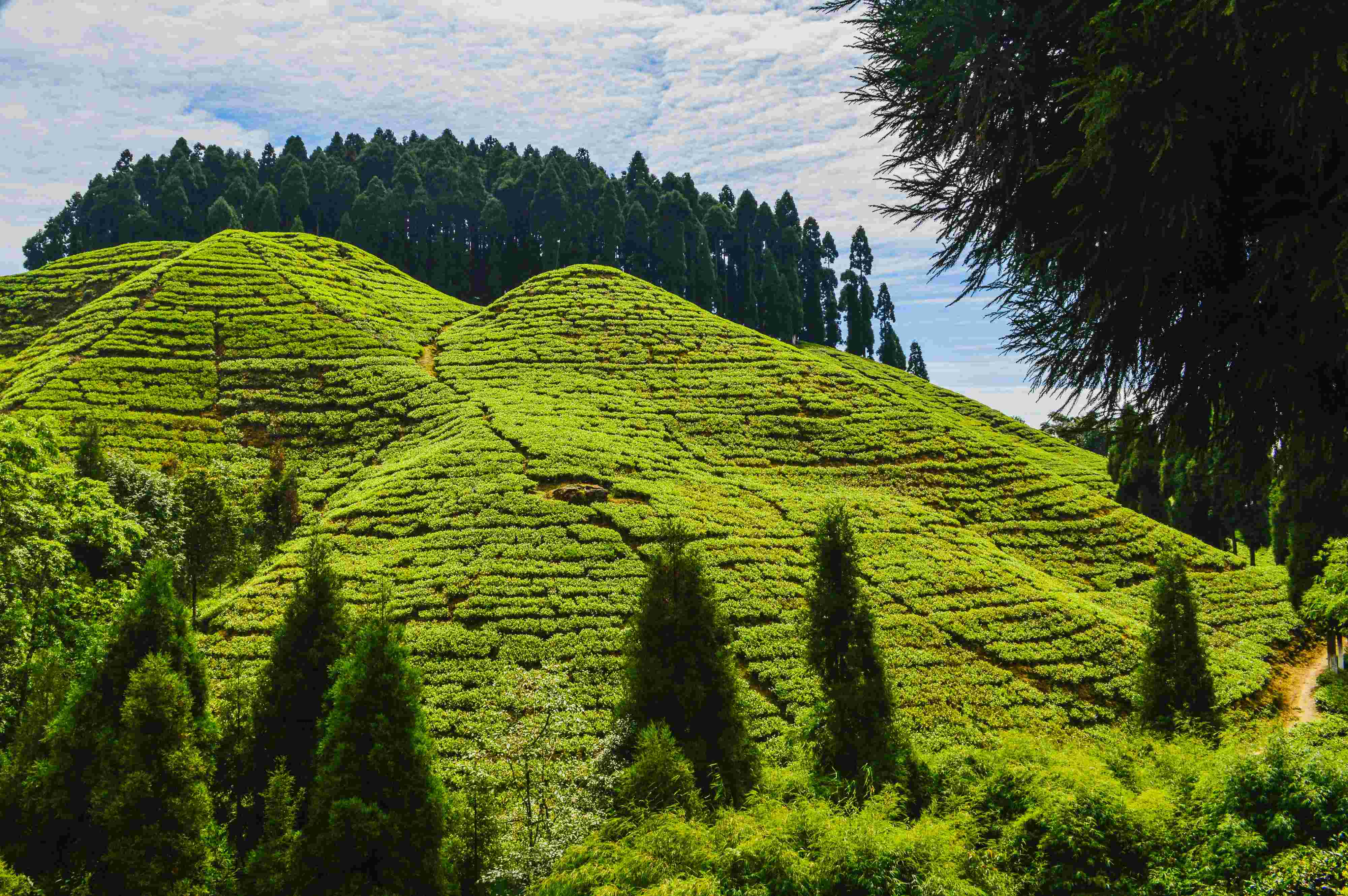 Darjeeling Tour Packages Under 10000 for Family 